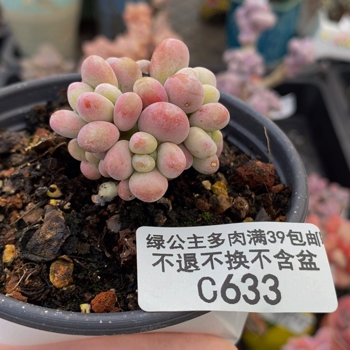 桃蛋3cm633多肉植物