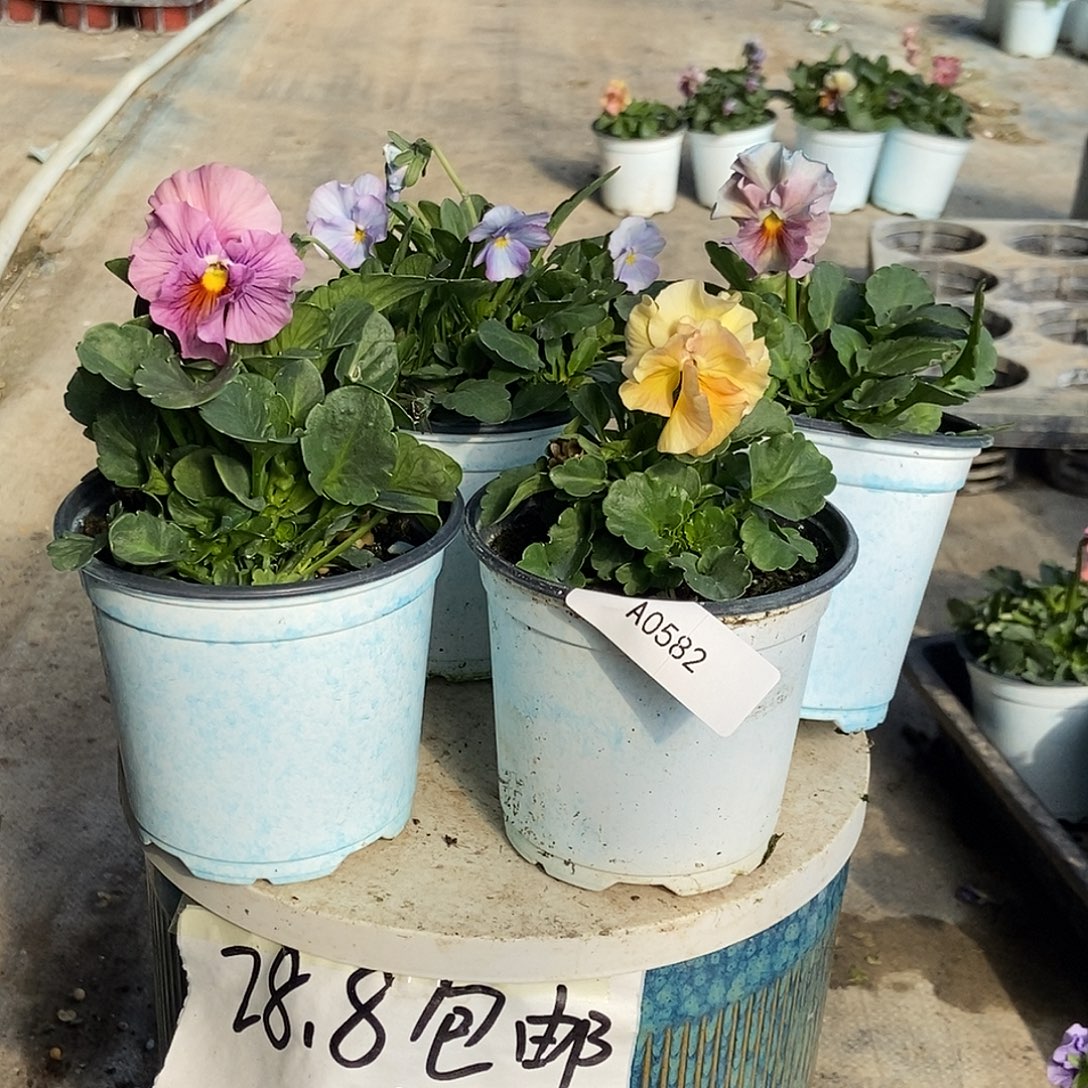 大部分花苞少量开放582