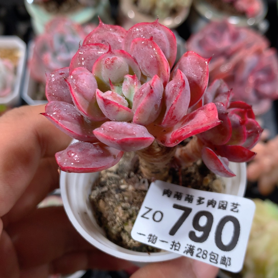 5CM拇指盆精控多肉ZO790