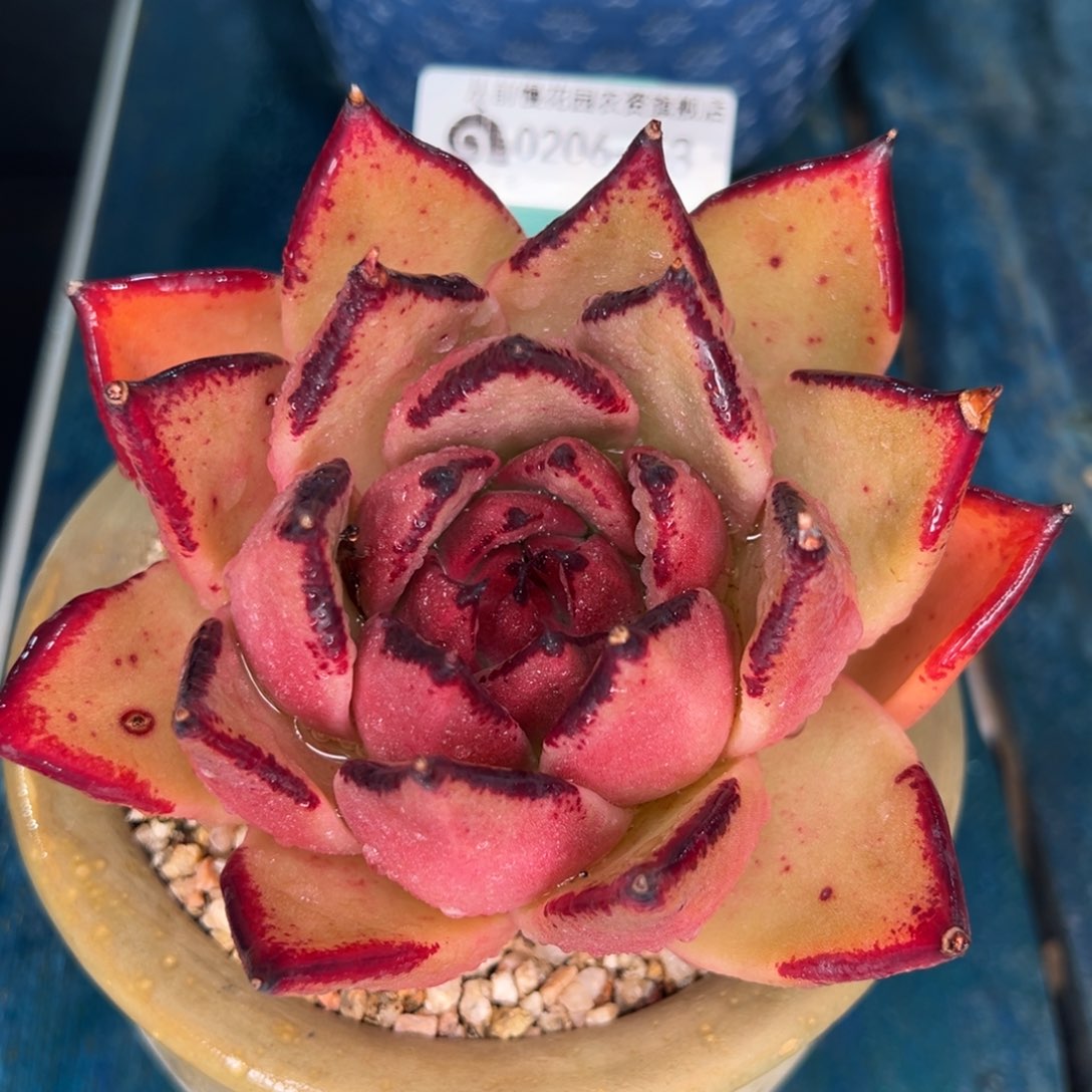 从前慢多肉精选编号0206.53