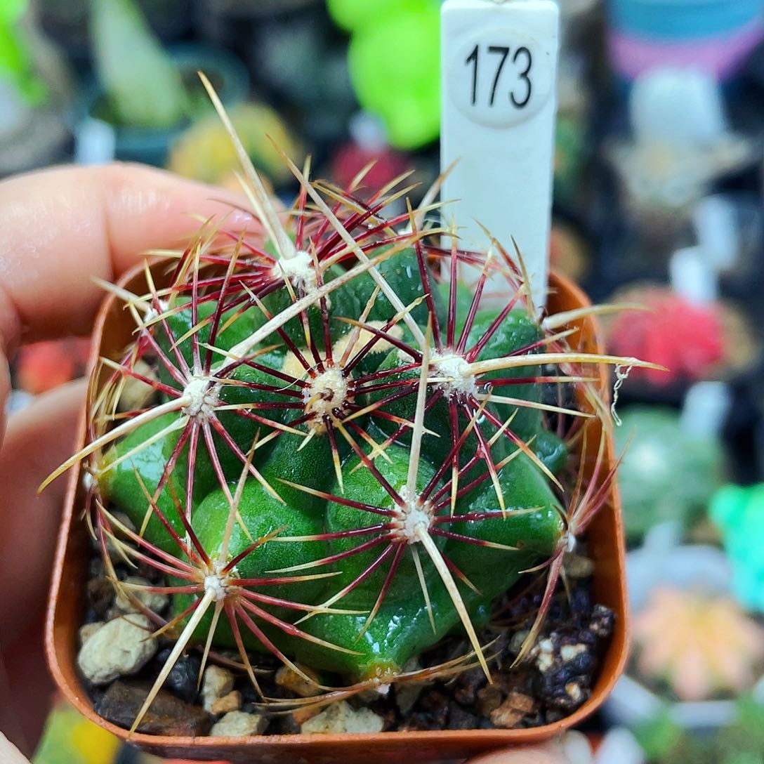 非偏远地区满25包邮仙人球