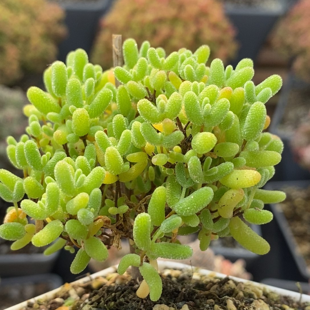 蜜橘糖球6547枝干番杏