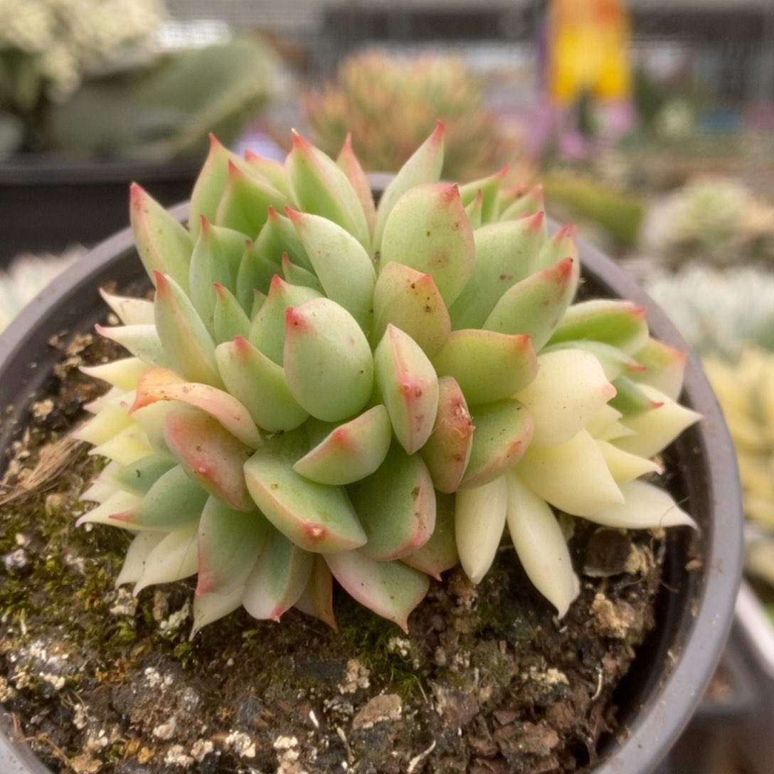 250加勒比海蓝锦锦锦锦