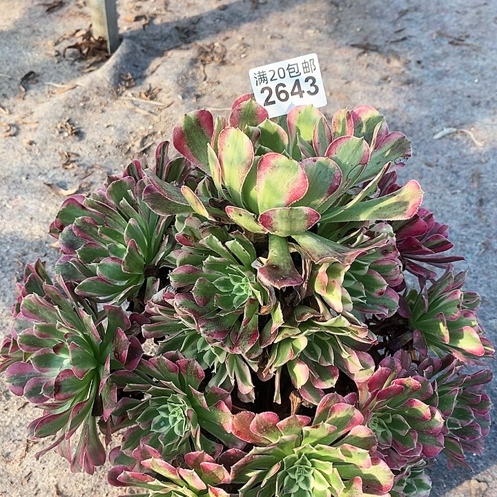 2643 一颗粉美几