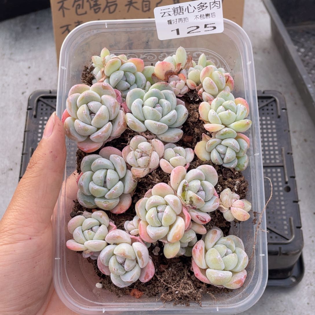 云糖心多肉植物125