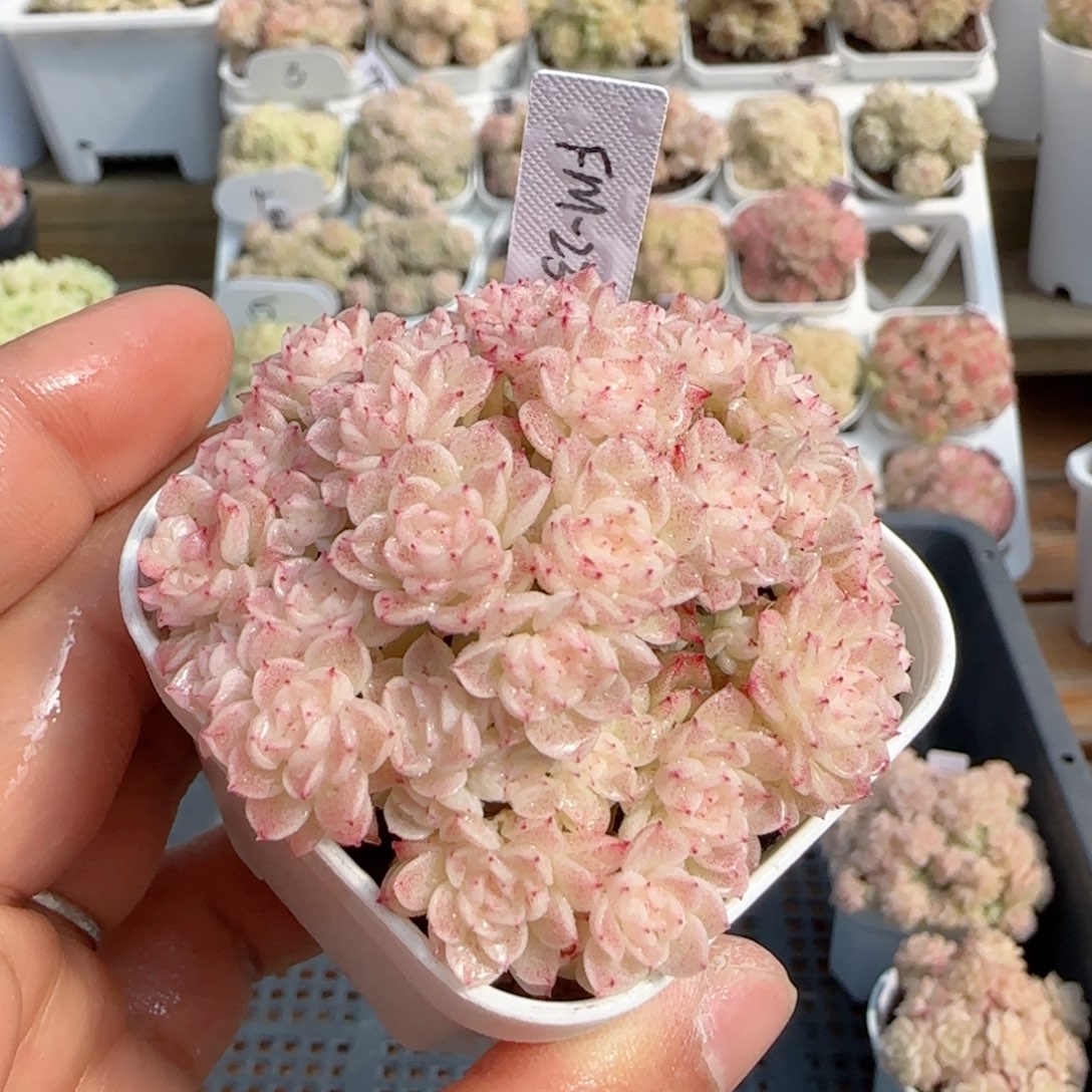 【闪购商品】0124-87（fm-234）