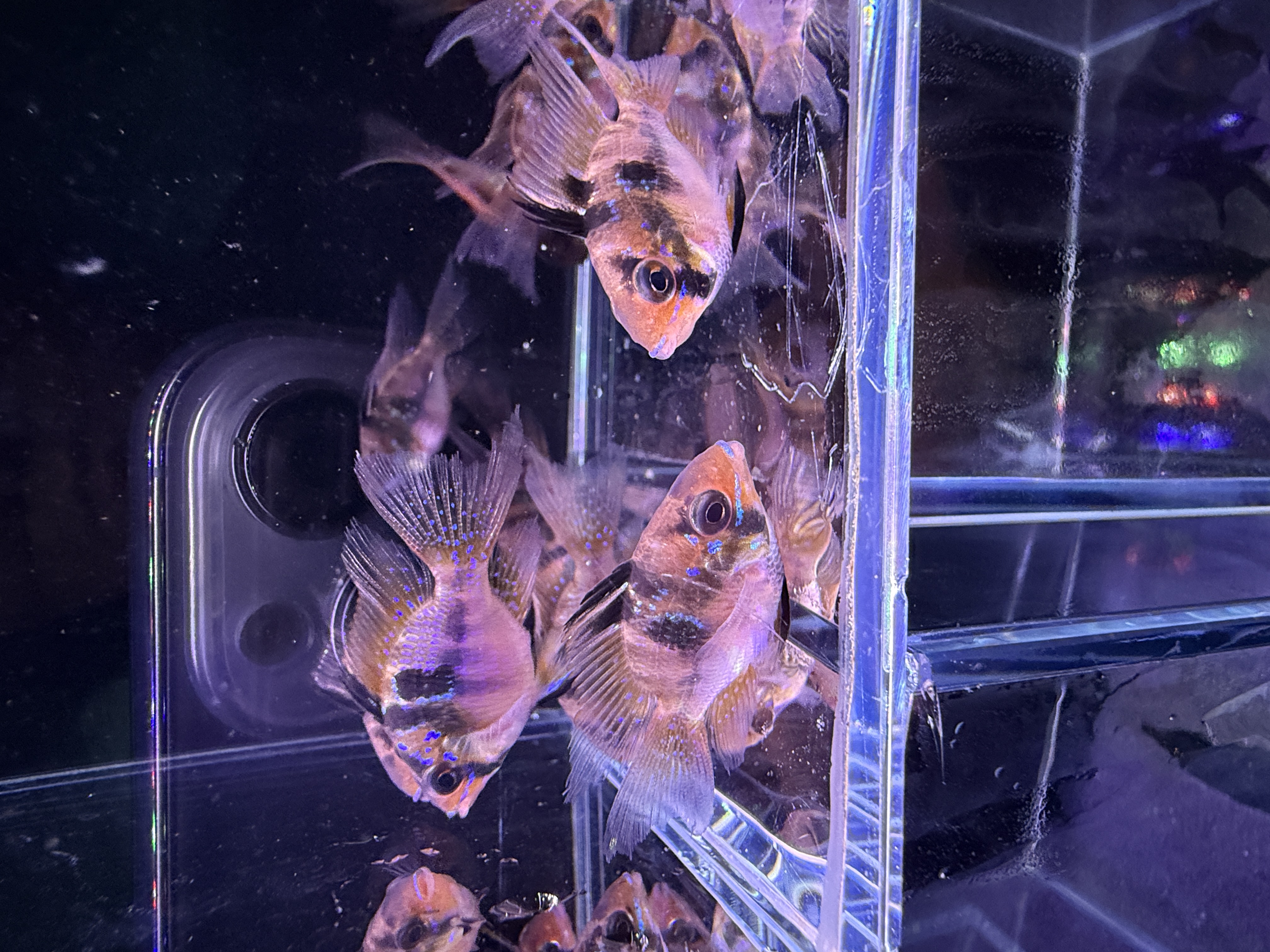 荷兰凤凰鱼 短鲷鱼 小型热带观赏鱼 2.5-3.5cm 性格温顺 一单包邮