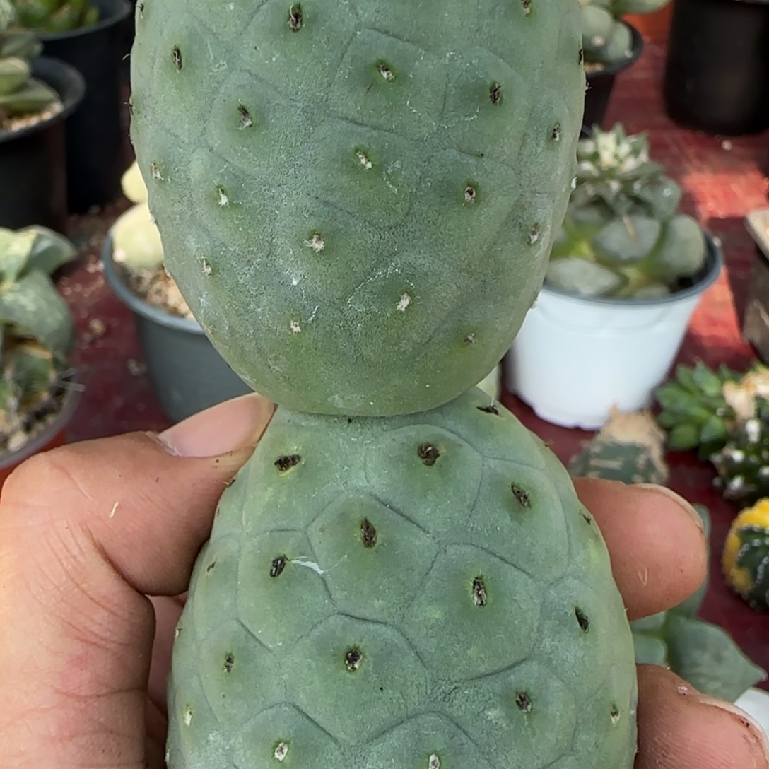 无花朵巨型进口超级洞洞双头