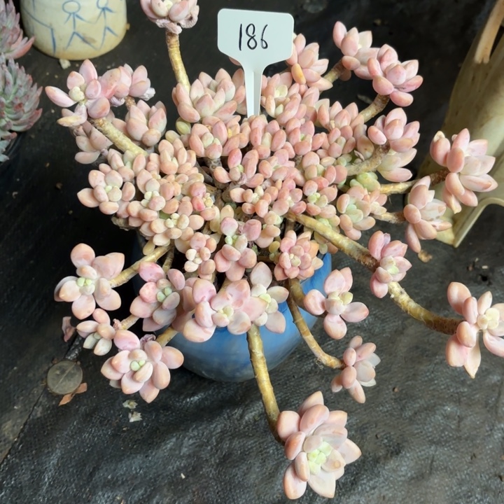 小***太多肉植物，落神186号，物流到付