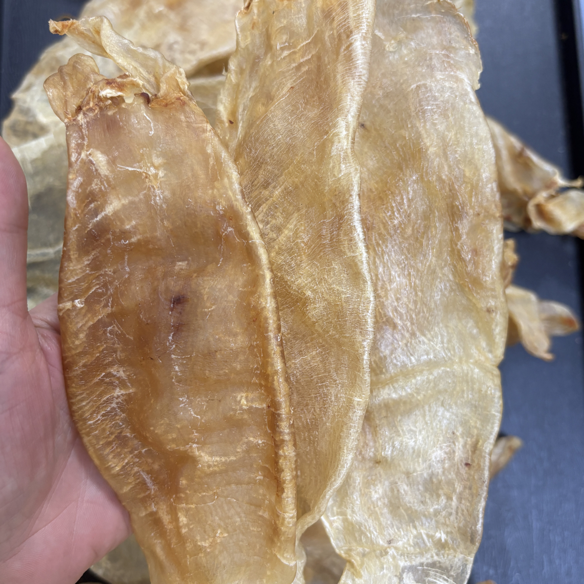 13头大耳金钱 北海胶优质好 胶原 足干腥味低