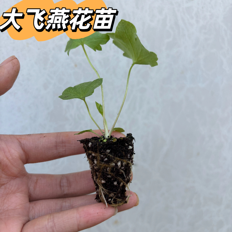 大飞燕花苗北极光流光耐寒庭院室内外多年生易活切花高杆基地直发