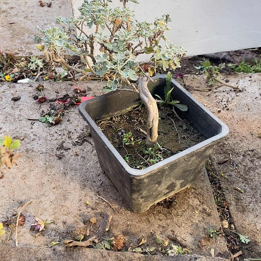 大***王完全开放盆景菊花