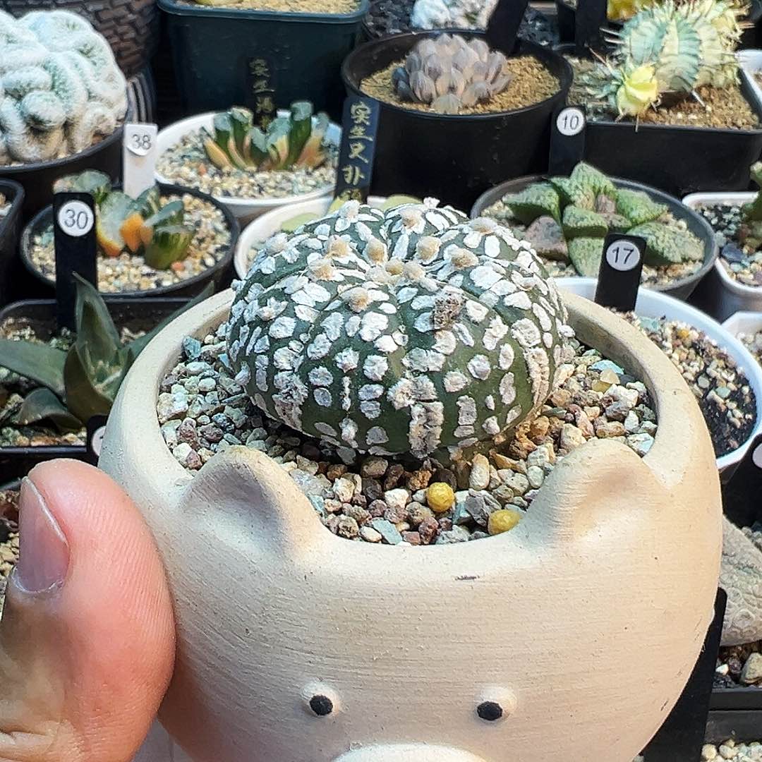 B***吖超兜带盆发货不脱土