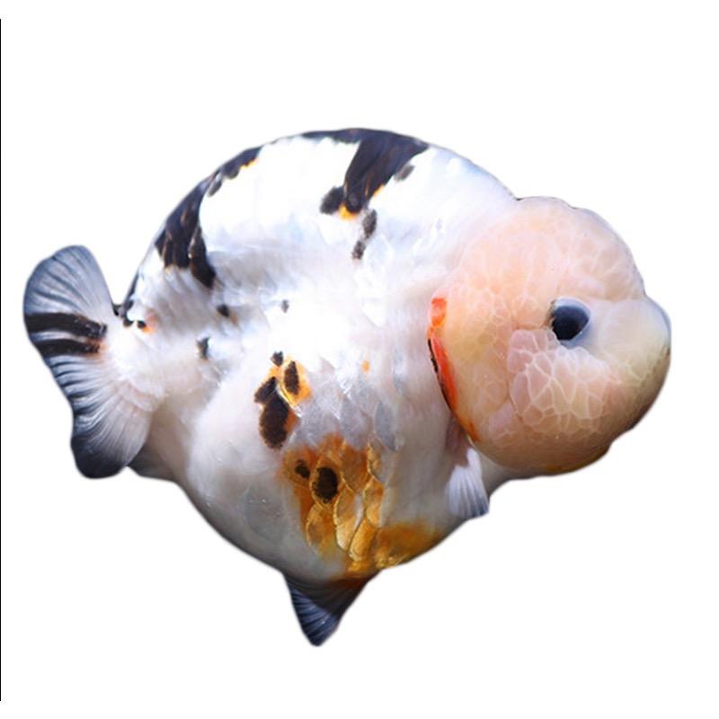 福州阿龙 兰寿金鱼。开箱提供开箱视频