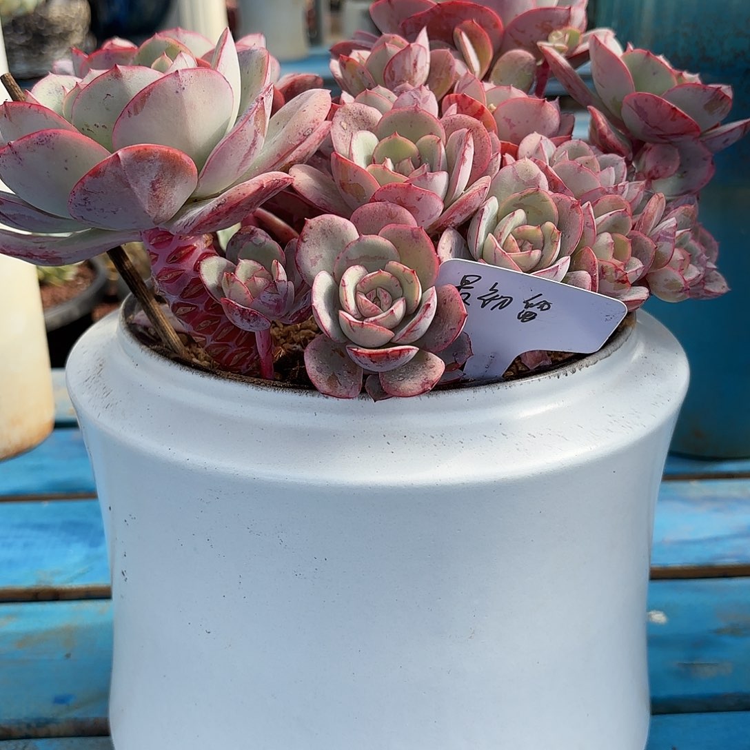 最*?瑶池群新娜塔都带盆寄养