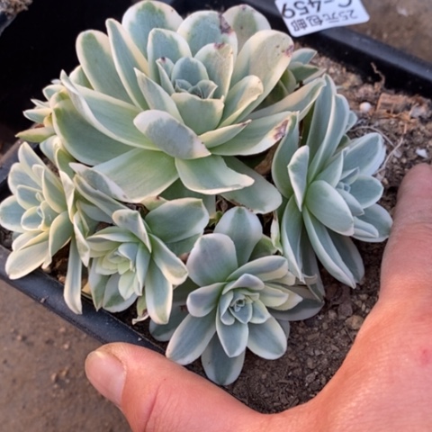 459山地玫瑰锦满25包邮多肉