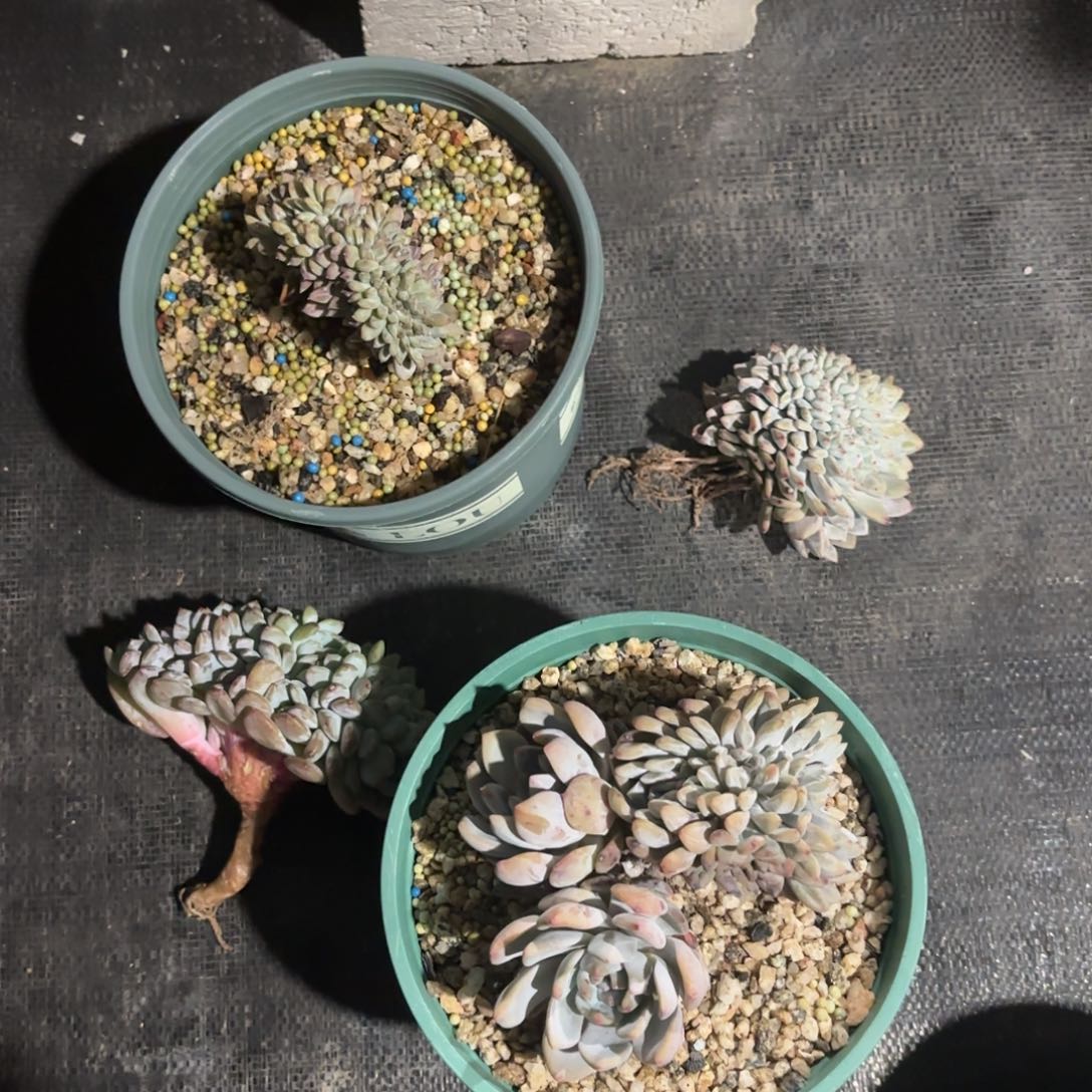 尘埃玫瑰，一物一拍专拍。