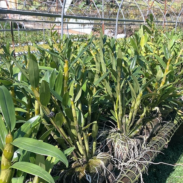 用***2完全开放无需担心