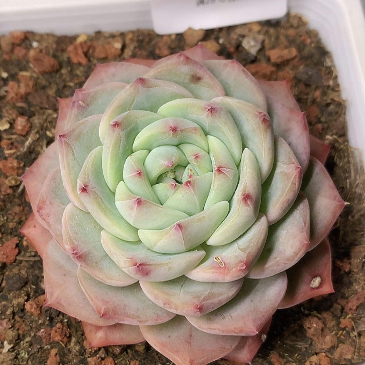 【闪购商品】云543