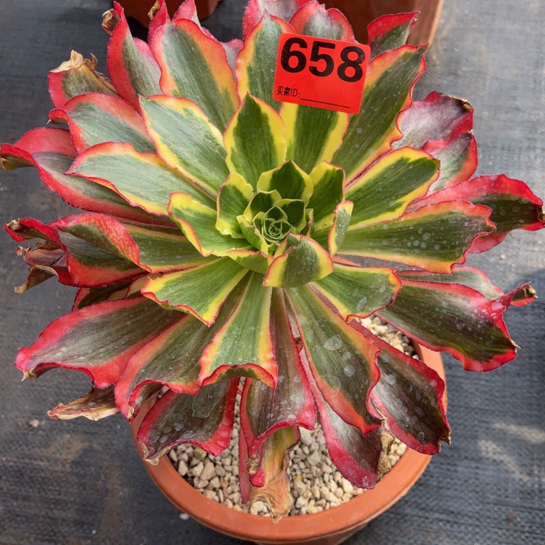 658多肉法师魅影