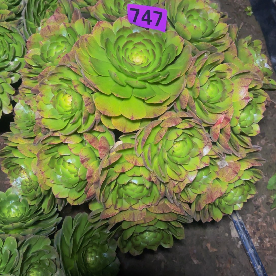 万拉丝14/—-9包邮