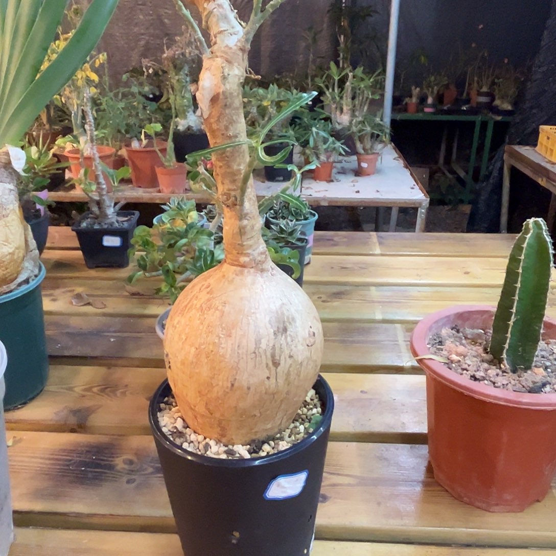 汤圆植物索马里沙枚