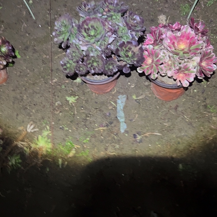 不包侧枝一物一拍14