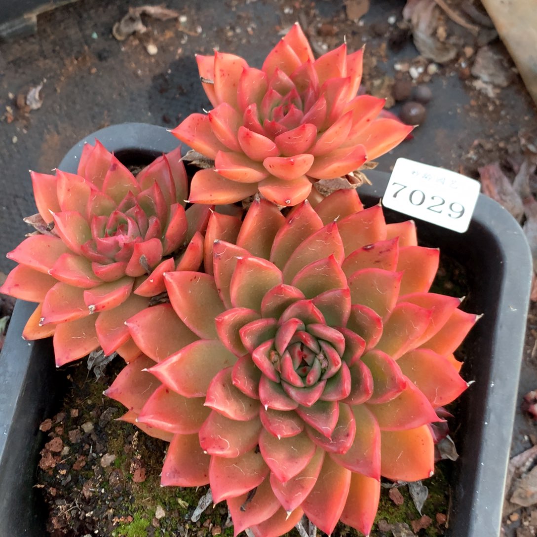 4029杂交多肉植物基地