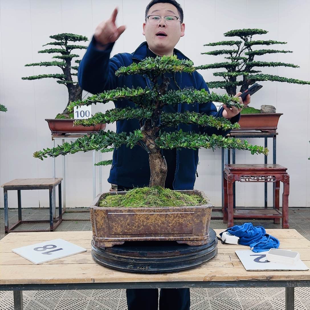 盆景珍珠罗汉松盆景