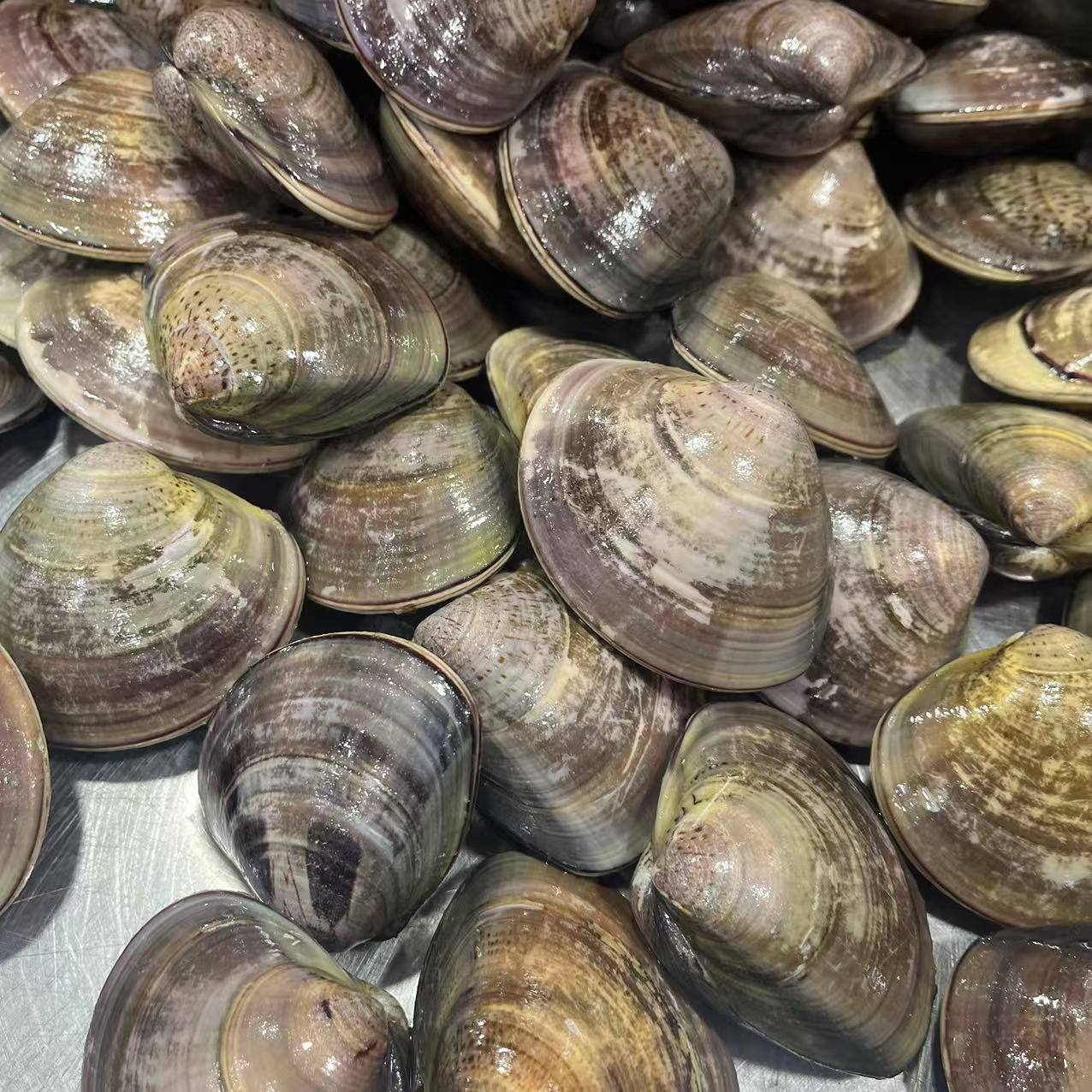 【青娥】贝类福建省内可拍保鲜不保活