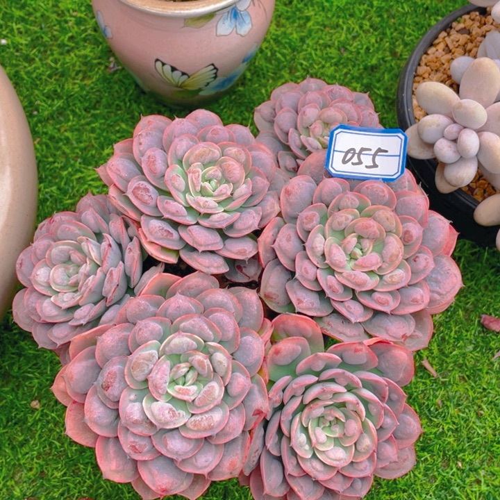 谢谢你的支持0000055