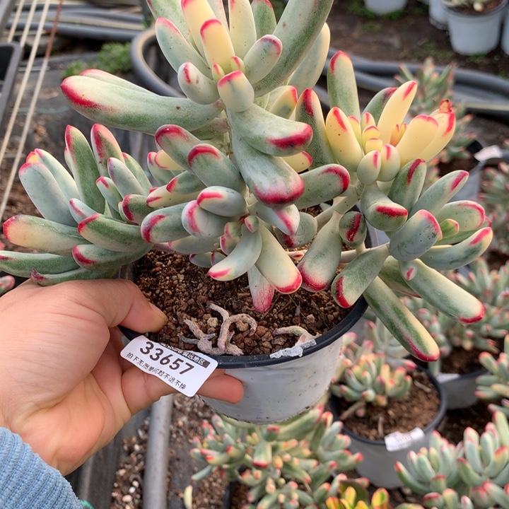 无花朵帮叶福娘锦33657