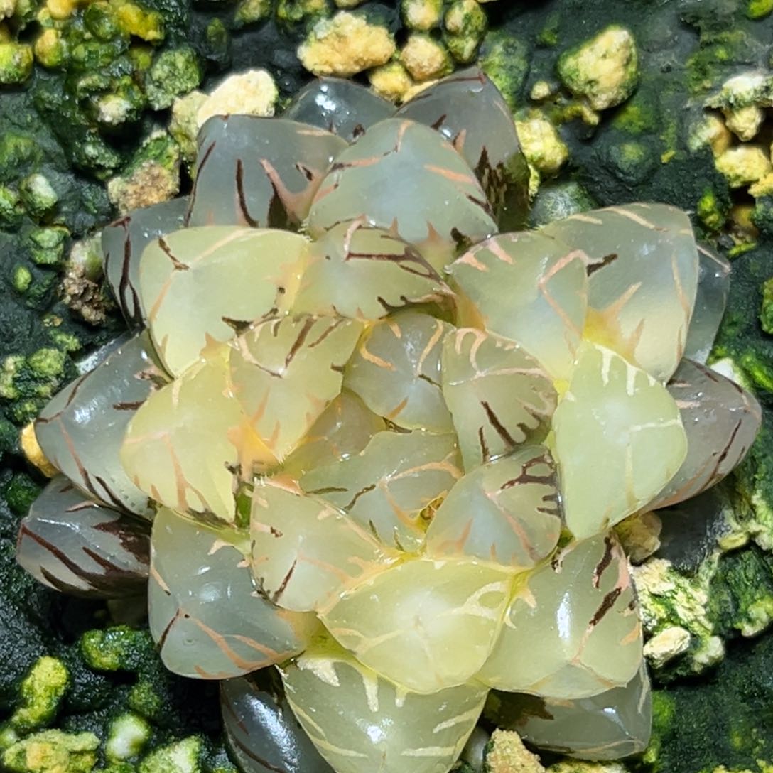 恭喜发财大吉大利0256