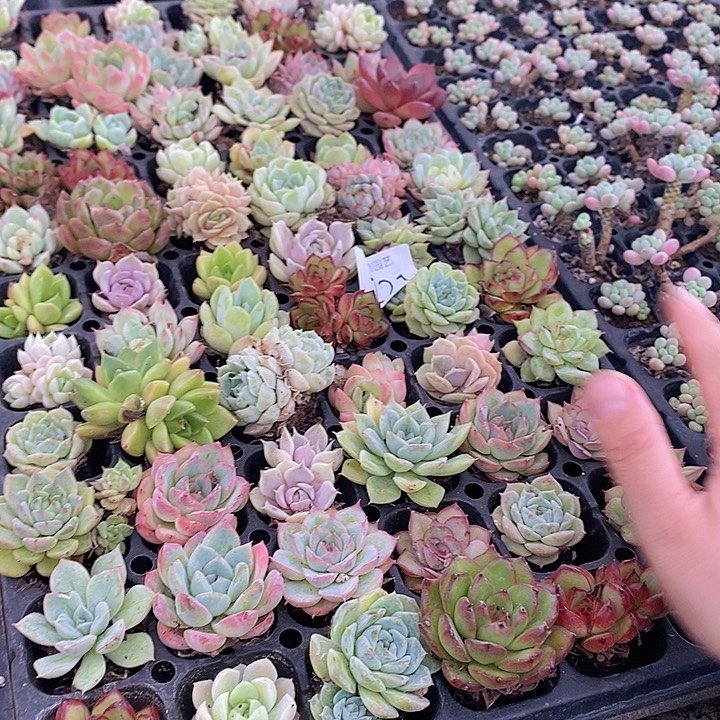 121 多肉植物盆栽花卉