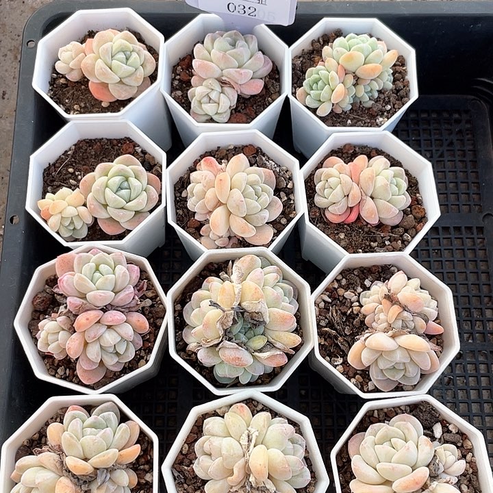 薇薇安园艺多肉032