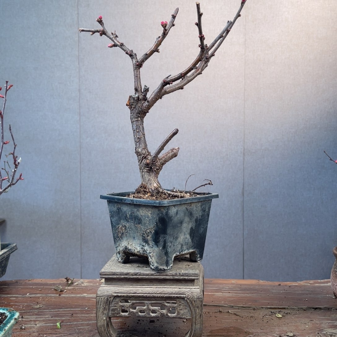 微月季盆景11111花**?