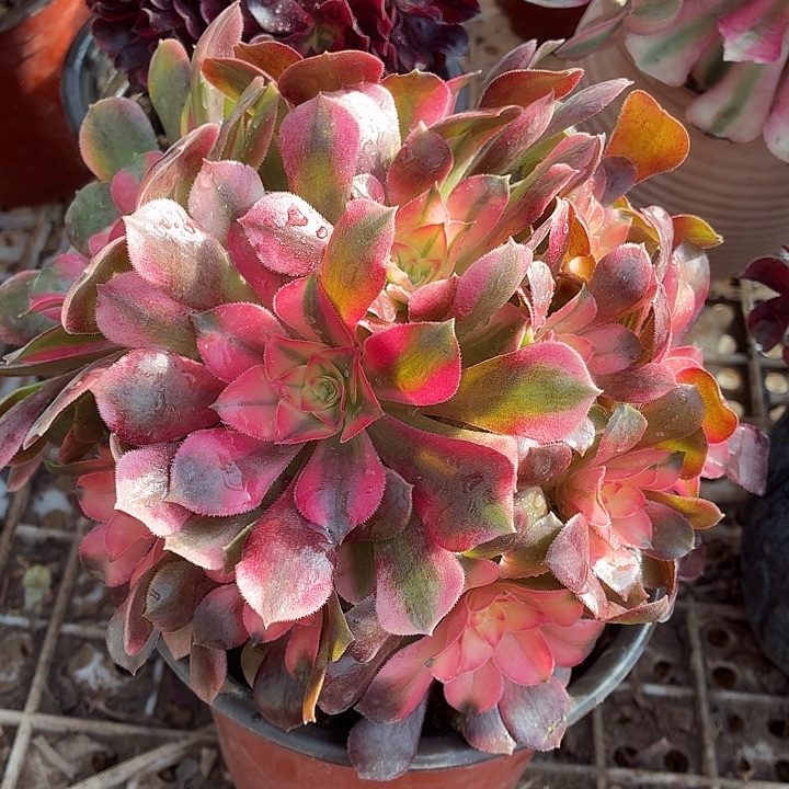 香妃一棵大颗福利脱土