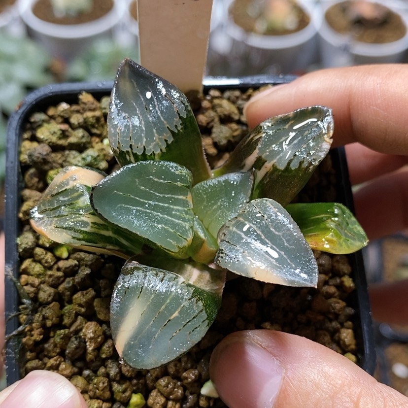 【闪购商品】137花影克