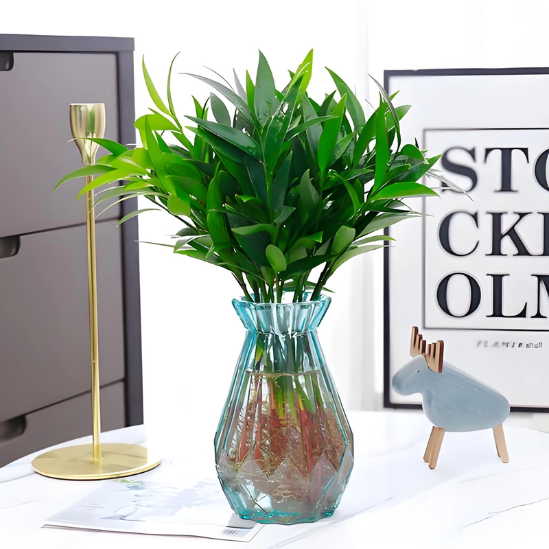 水培驱蚊竹富贵竹水养植物竹柏懒人办公室内好养绿植净化空气四季