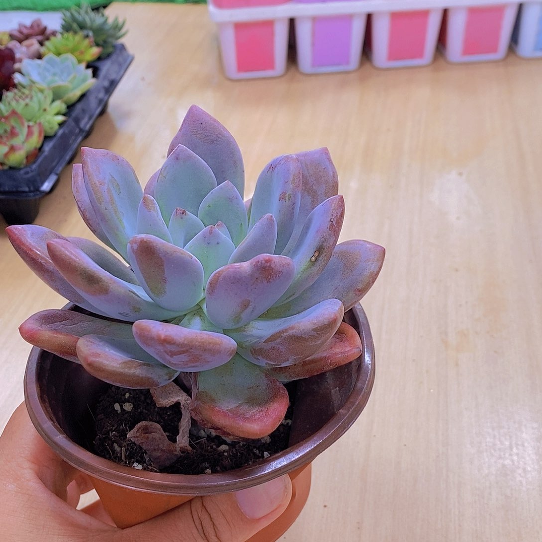 无花朵多肉植物奥普琳娜120