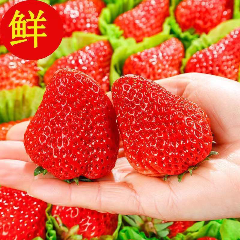 【尝鲜】整板草莓礼盒装➕车厘子Xld尝鲜套餐