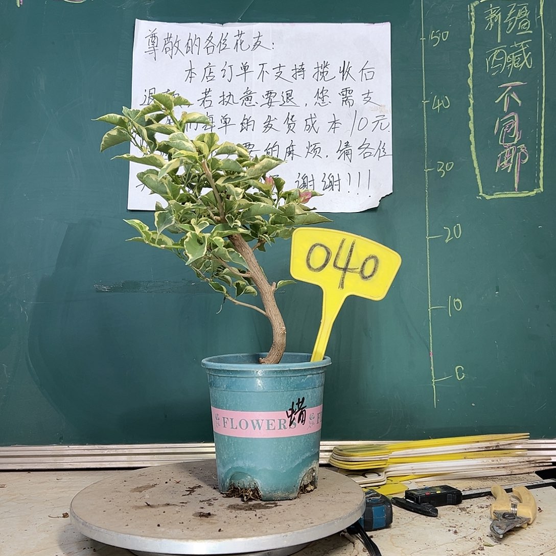当前无花栽培后可以开花蜡染粉 粗弯杆 040