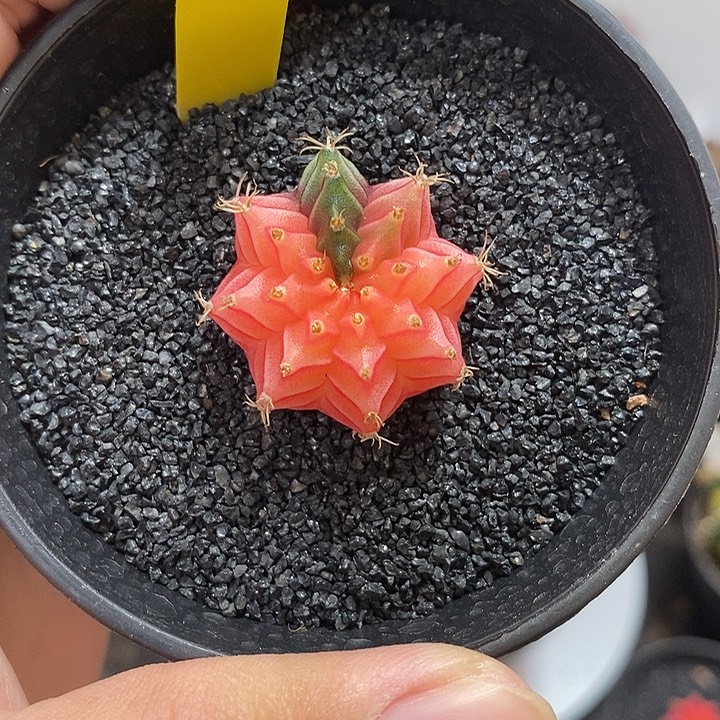 精品米哈——元旦福利10