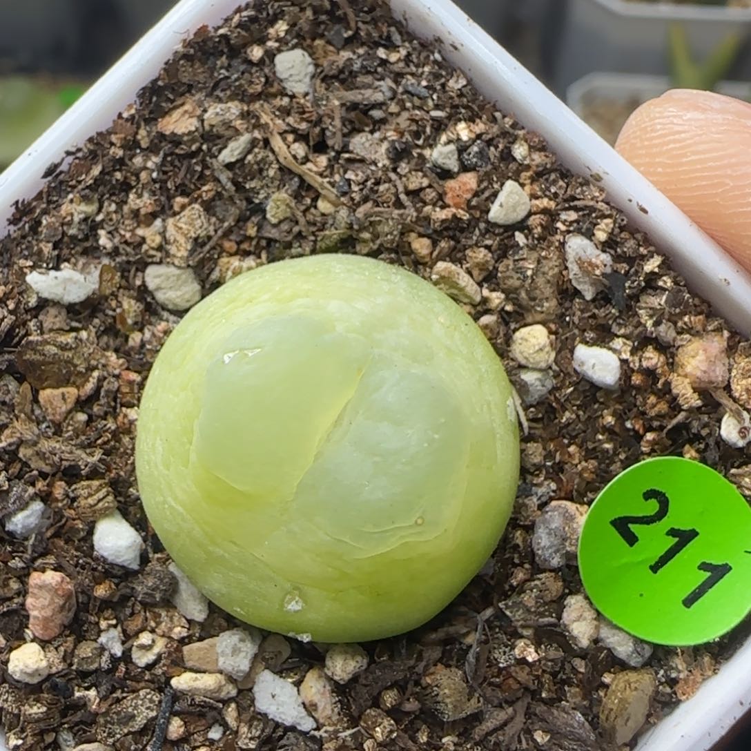 拉登2.1+瑕疵多肉植物211