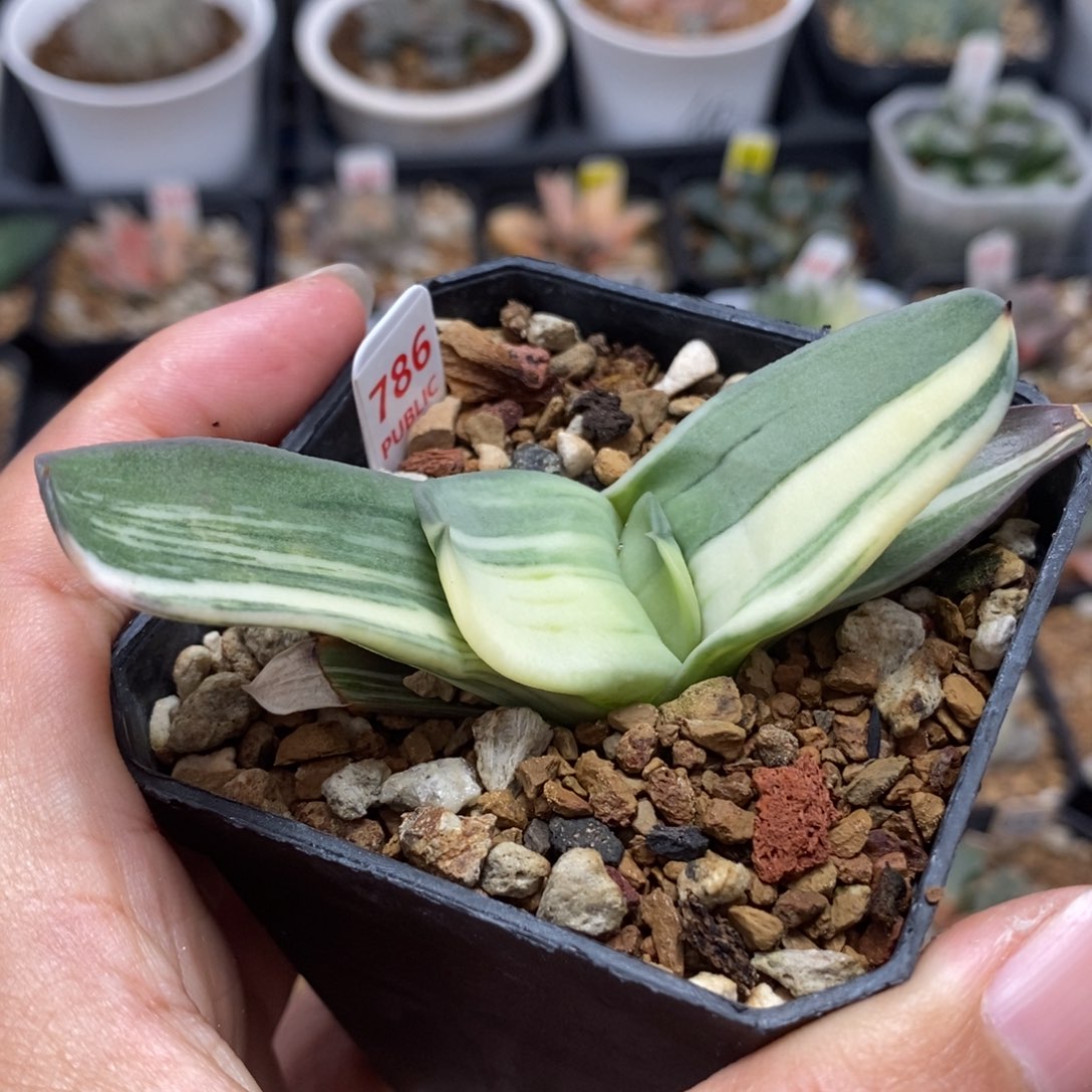786卧牛锦一物一拍