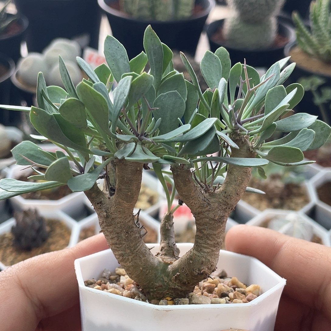 实生黑龟殿厚敦菊 致远多肉