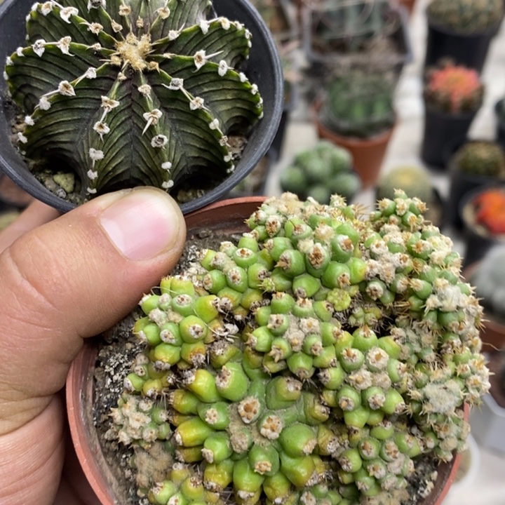 肋骨金虎泉2颗孤品