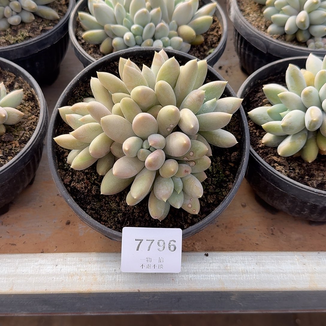 智***地7796号哥特萝莉多肉