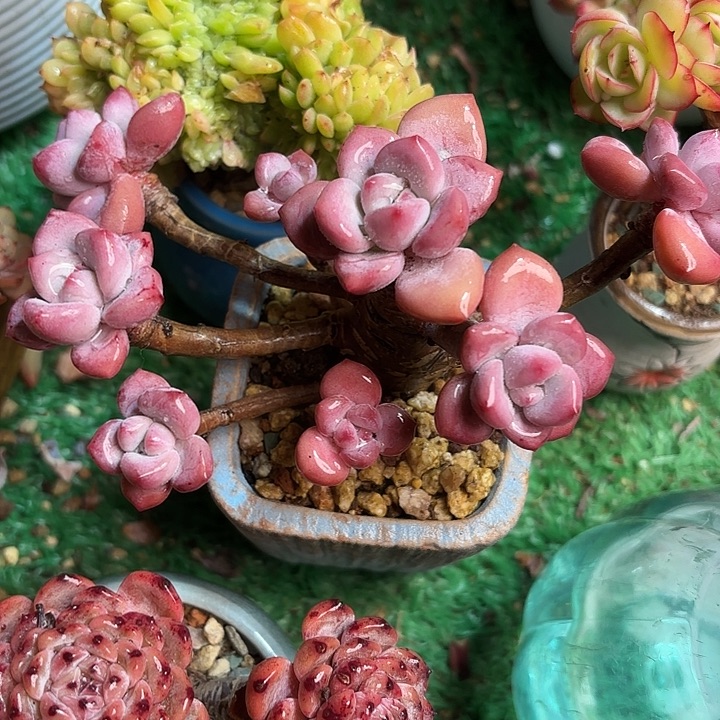 奥普小老桩一颗 一物一拍