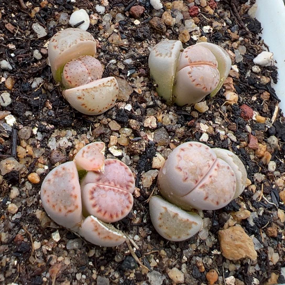 2.24好看的多肉807